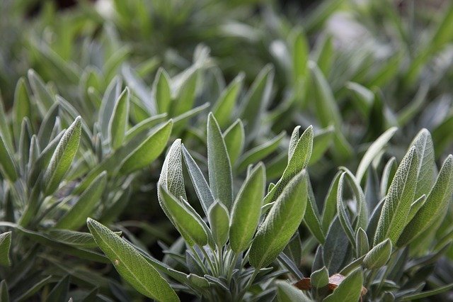 La sauge contre les bouffées de chaleur