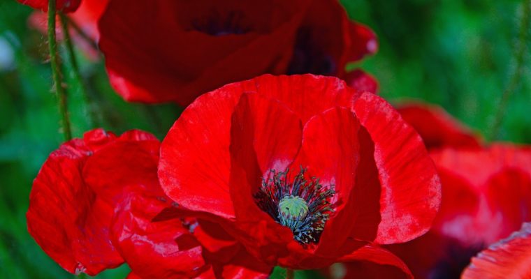 Le coquelicot et ses bienfaits