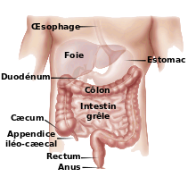 L’attribut alt de cette image est vide, son nom de fichier est Digestive_appareil-fr.svg_.png.